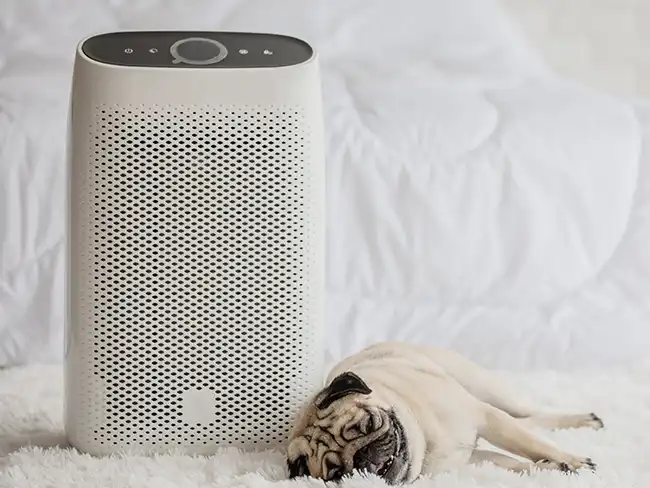Christmas gift ideas air purifier next to small sleeping dog